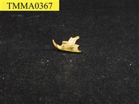 藏品(白腹鼠屬下顎骨)的圖片